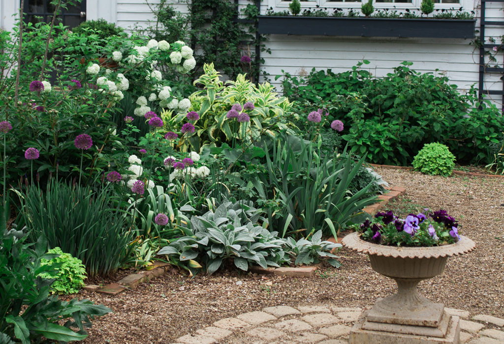 градински растения, пътечка, плет